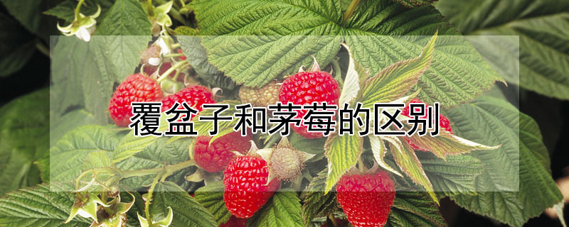 覆盆子和茅莓的区别