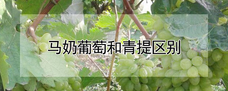 马奶葡萄和青提区别