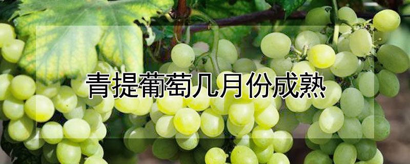 青提葡萄几月份成熟