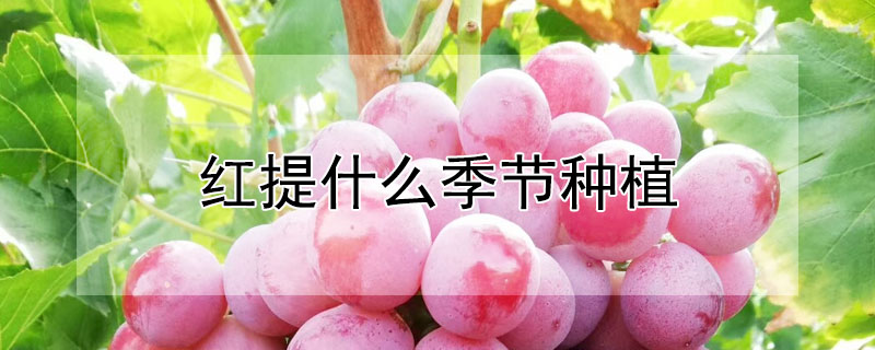 红提什么季节种植
