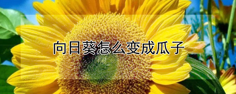 向日葵怎么变成瓜子