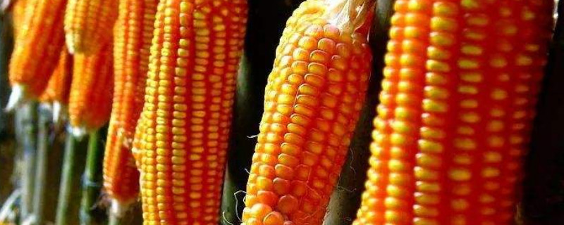 玉米种子催芽方法