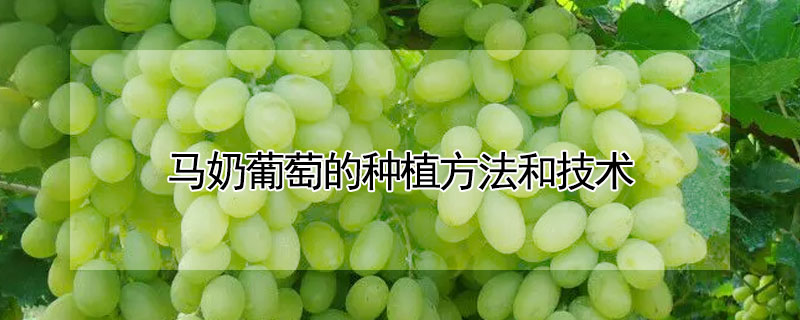 马奶葡萄的种植方法和技术