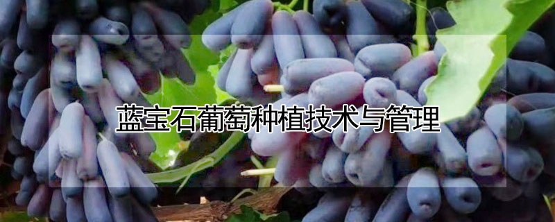 蓝宝石葡萄种植技术与管理