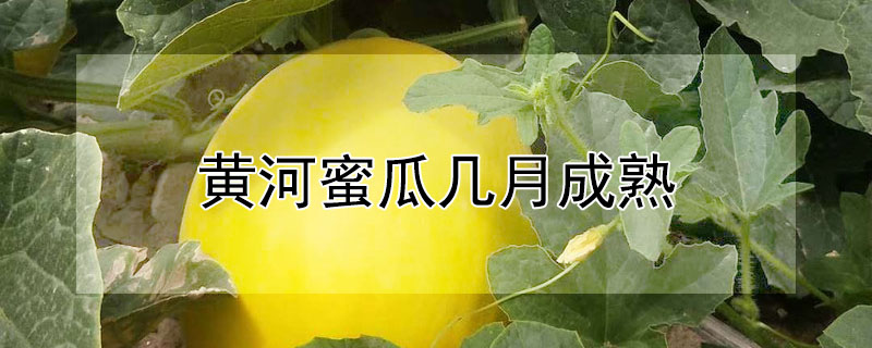 黄河蜜瓜几月成熟 —【发财农业网】