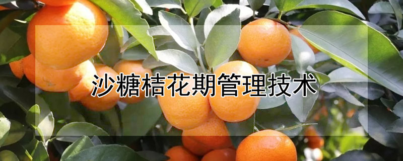 沙糖桔花期管理技术