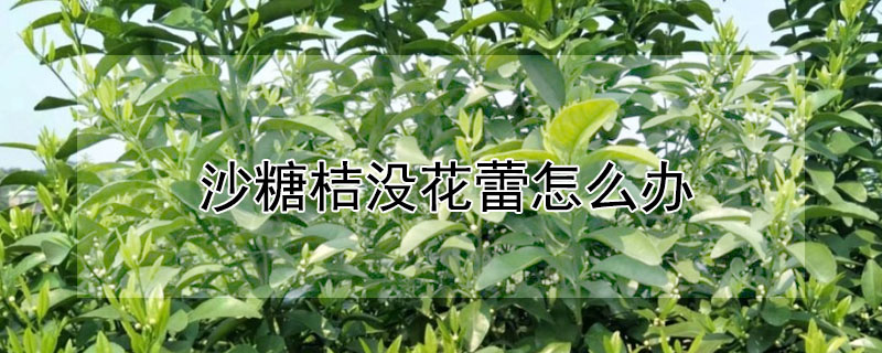 沙糖桔没花蕾怎么办