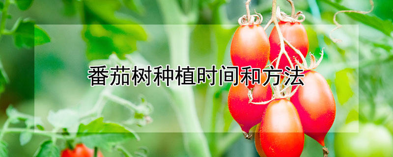 番茄树种植时间和方法 —【发财农业网】