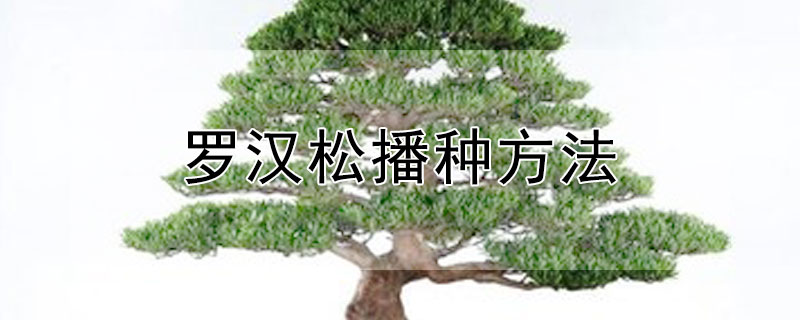 罗汉松播种方法