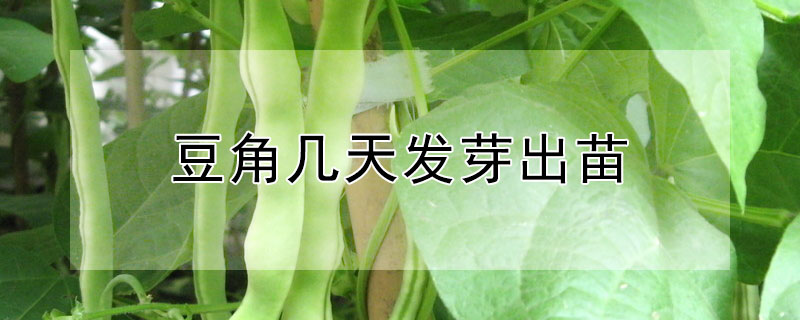 豆角几天发芽出苗