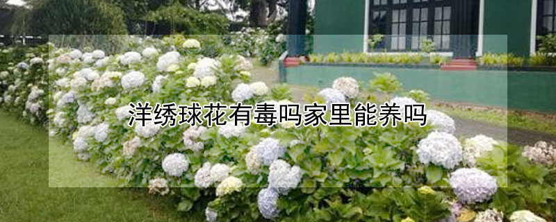 洋绣球花有毒吗家里能养吗