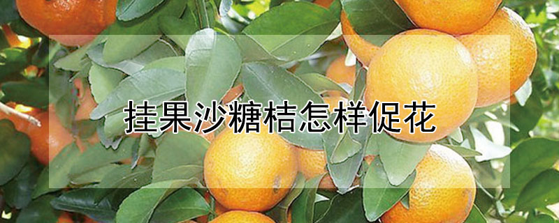 挂果沙糖桔怎样促花