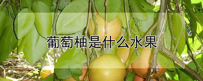 葡萄柚是什么水果
