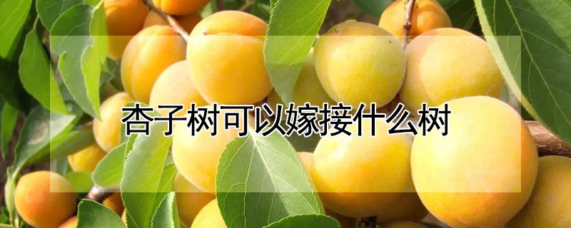 杏子树可以嫁接什么树 —【发财农业网】