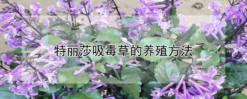 特丽莎吸毒草的养殖方法