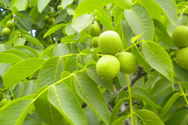 核桃树几月份嫁接最好