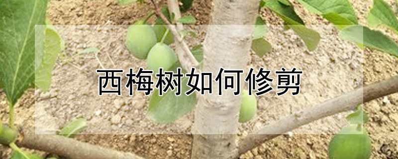 西梅树如何修剪