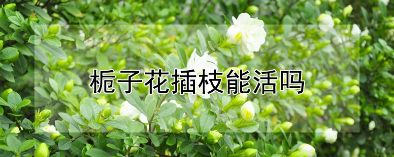 栀子花插枝能活吗