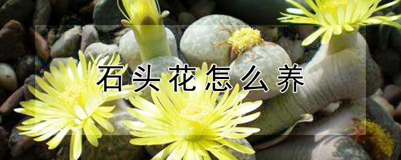 石头花怎么养