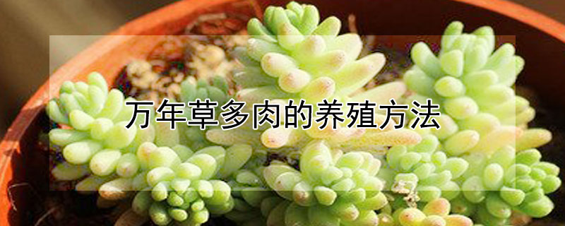 万年草多肉的养殖方法