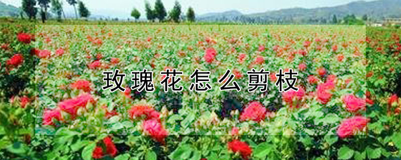 玫瑰花怎么剪枝