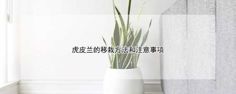 虎皮兰的移栽方法和注意事项