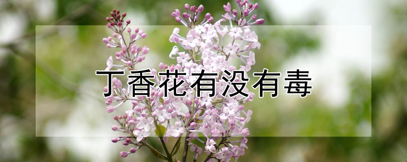 丁香花有没有毒