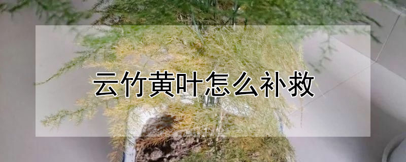 云竹黄叶怎么补救