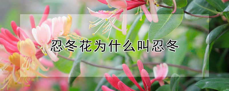 忍冬花为什么叫忍冬