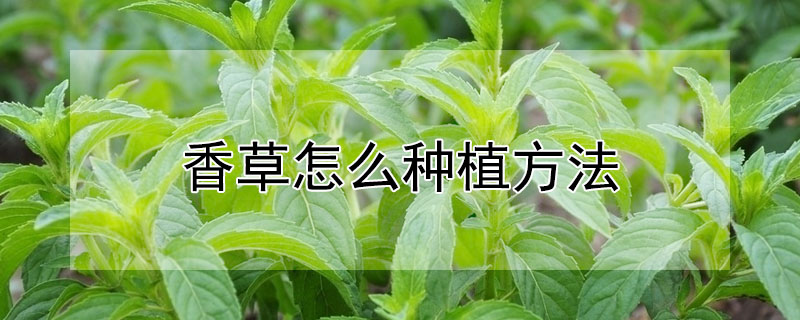 香草怎么种植方法