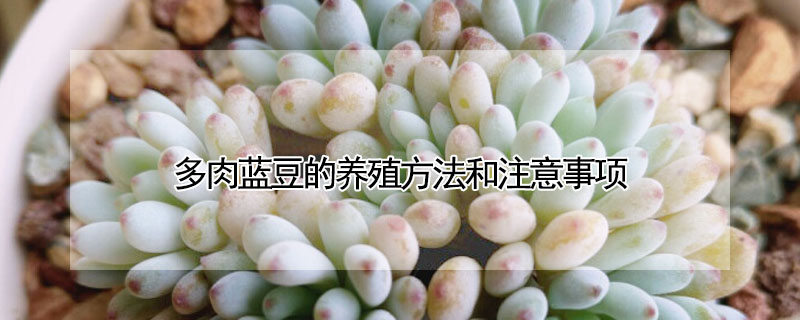 多肉蓝豆的养殖方法和注意事项