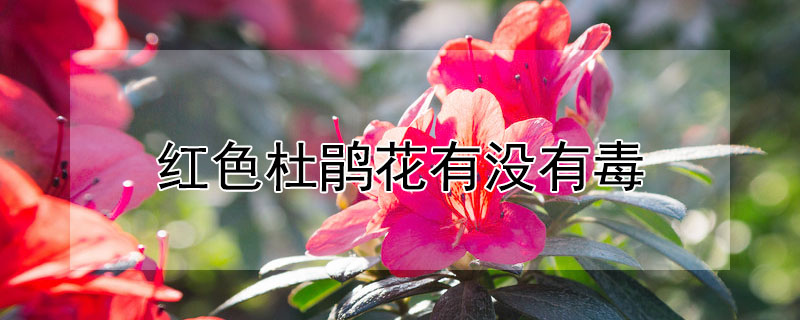 红色杜鹃花有没有毒