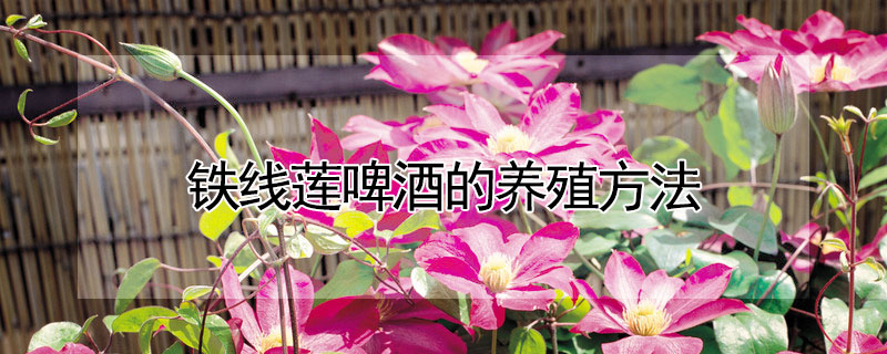 铁线莲啤酒的养殖方法