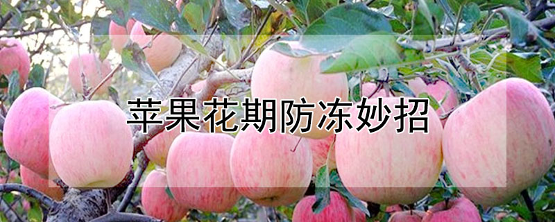 苹果花期防冻妙招