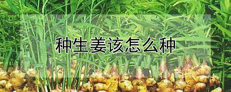 种生姜该怎么种 发财农业网