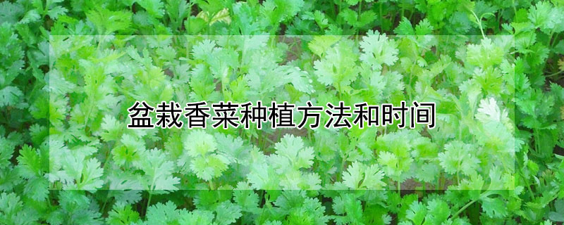 盆栽香菜种植方法和时间