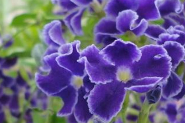 紫罗兰的养殖方法和注意事项