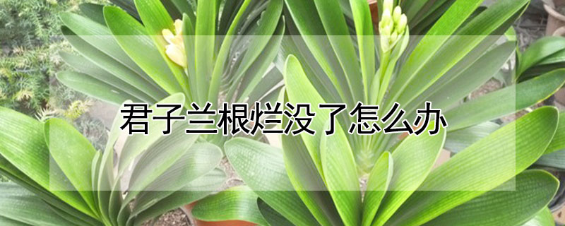 君子兰根烂没了怎么办