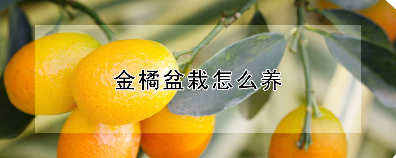 金橘盆栽怎么养