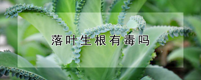 落叶生根有毒吗