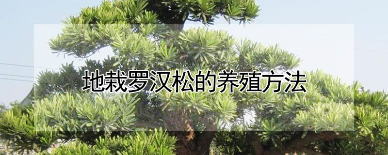 地栽罗汉松的养殖方法