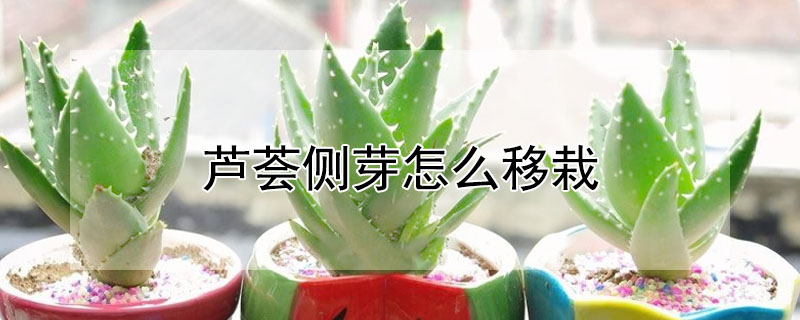 芦荟侧芽怎么移栽