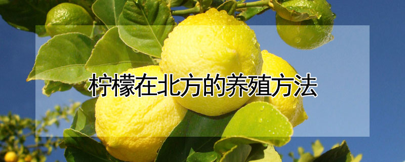 柠檬在北方的养殖方法