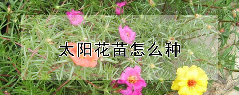 太阳花苗怎么种