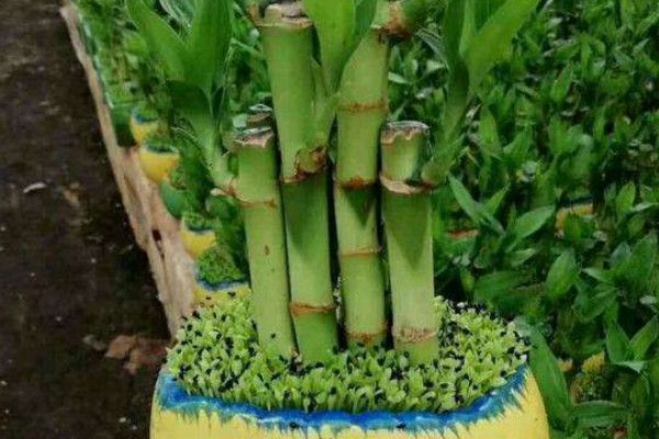 土培富贵竹的养殖方法和注意事项