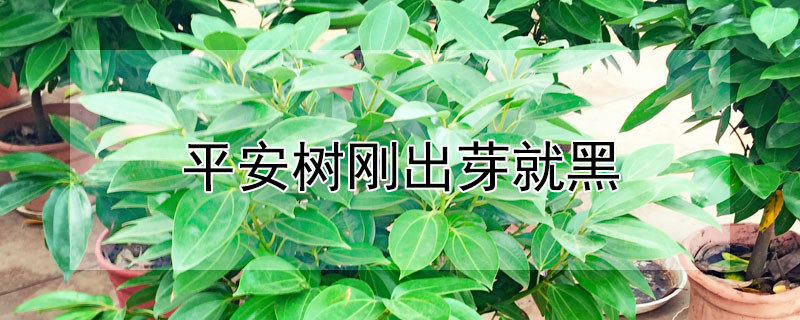 平安树刚出芽就黑