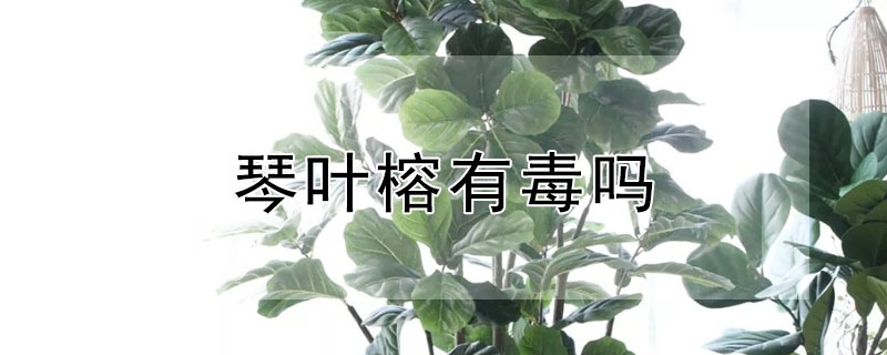 琴叶榕有毒吗