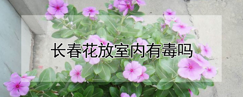 长春花放室内有毒吗