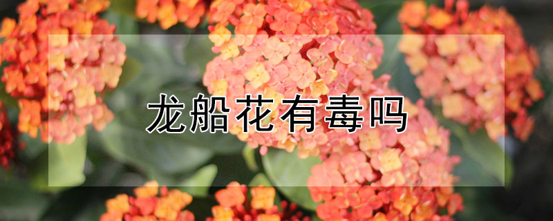 龙船花有毒吗