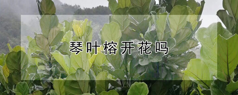 琴叶榕开花吗